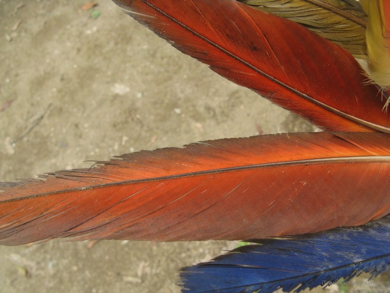 Jimenez macaw feather feathers